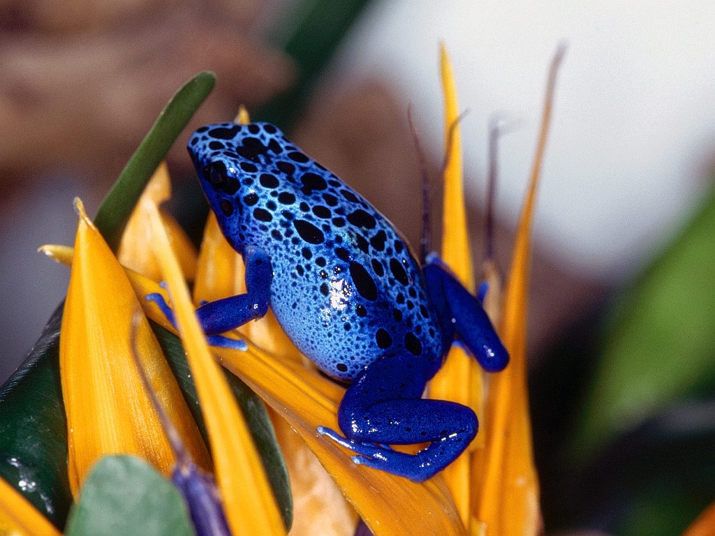 Blue Poison Frog